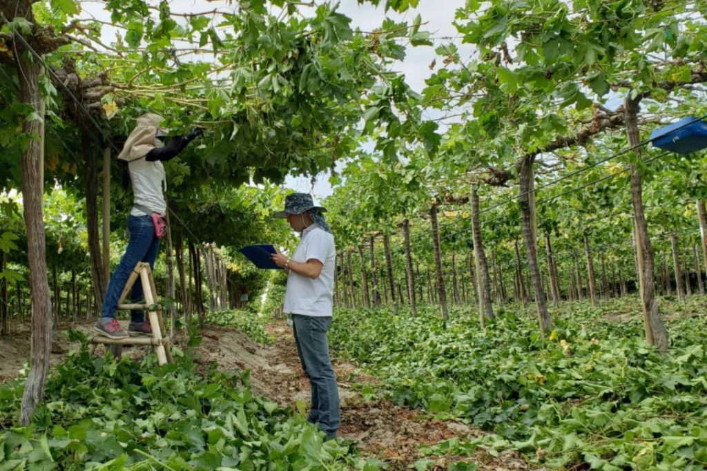Sector agropecuario posee el 40% del empleo formal en Piura