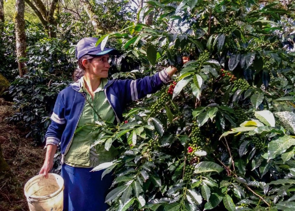 Cultivo de café orgánico ha beneficiado a más de 16 mil familias en Piura