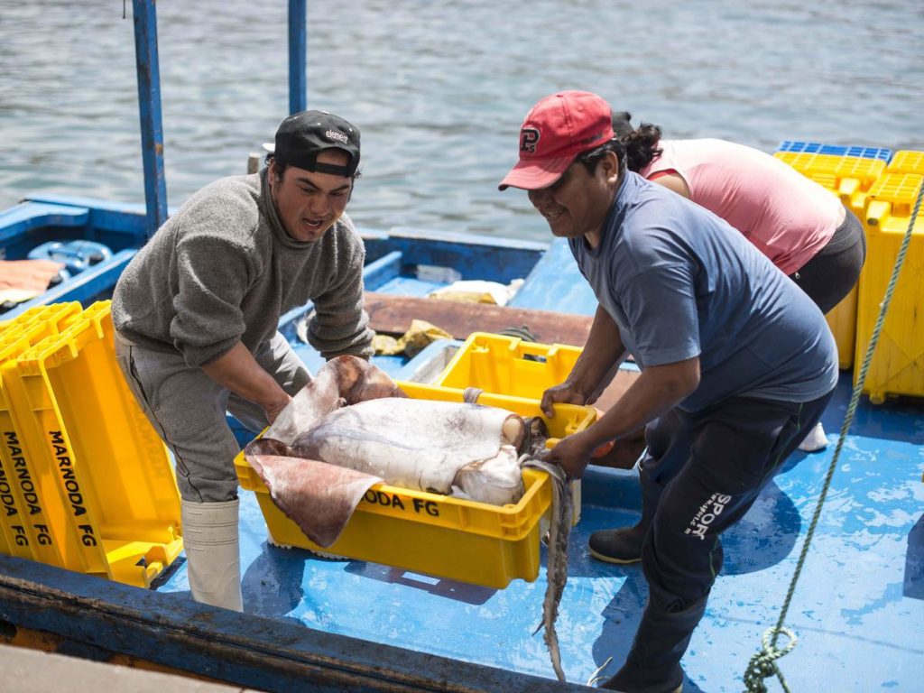 Fenómeno El Niño: Estas son las nuevas especies marinas que sostendrán al sector pesquero