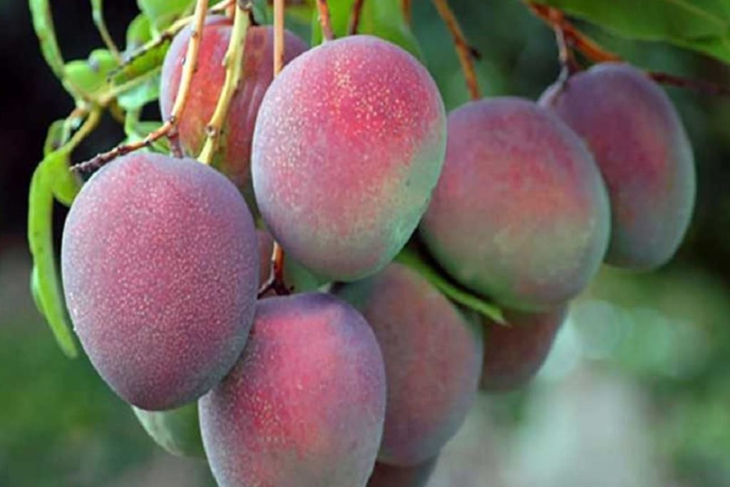 Mango en Piura: precio presentará incremento por baja producción