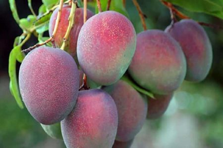 Mango en Piura: precio presentará incremento por baja producción