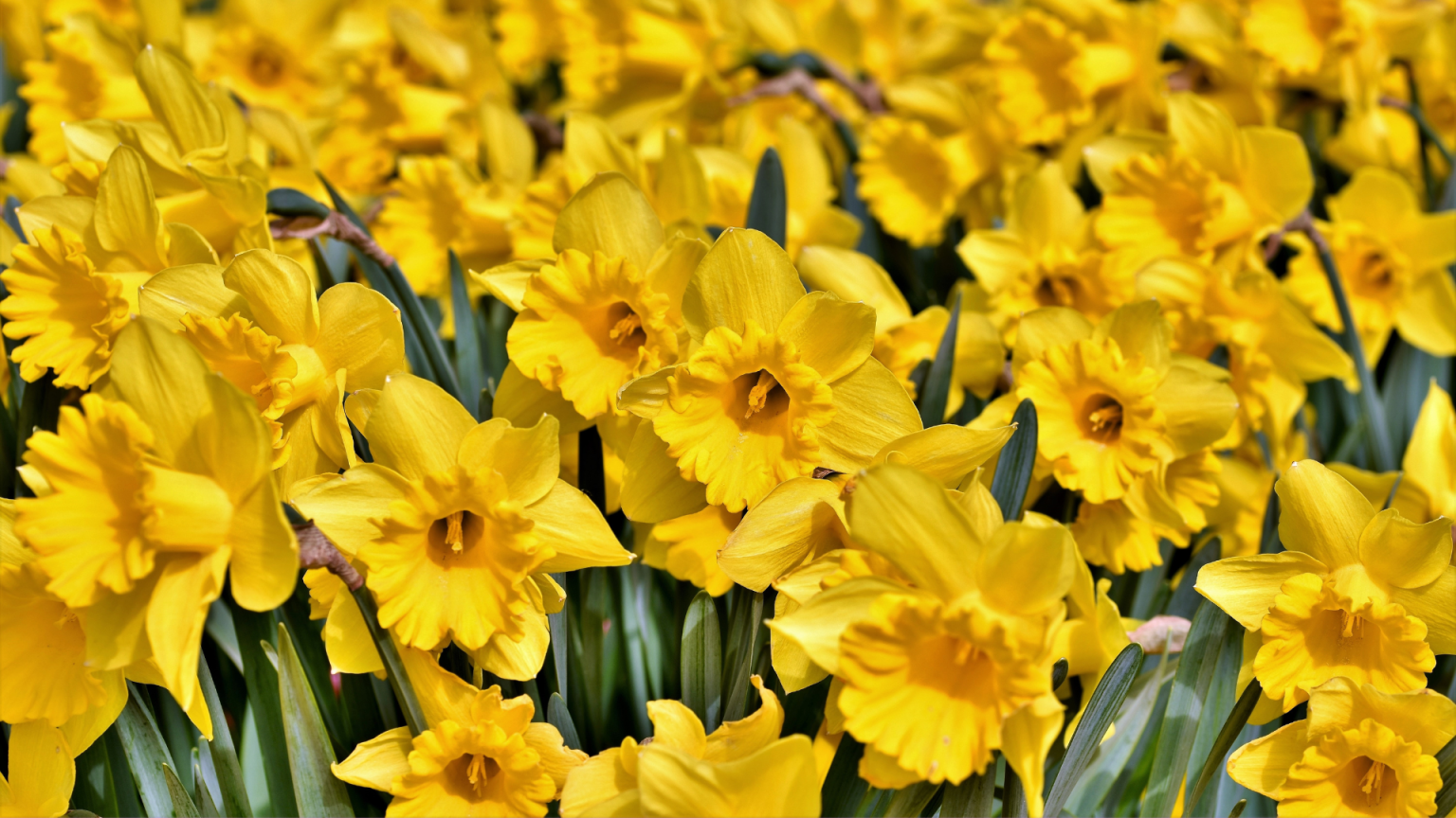 ¿Por qué se regalan flores amarillas el 21 de septiembre en Perú?