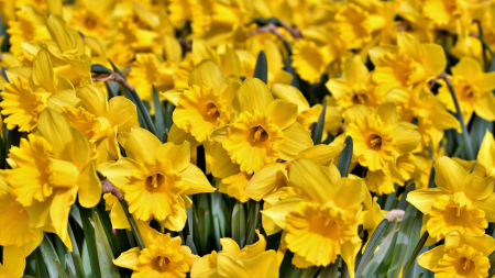 ¿Por qué se regalan flores amarillas el 21 de septiembre en Perú?