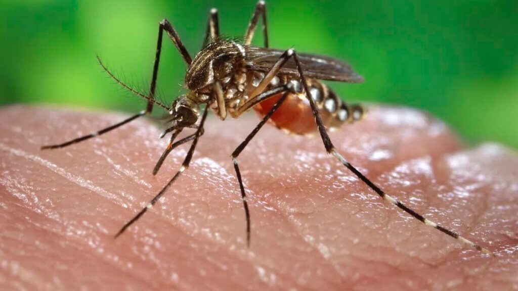 Piura: se necesitan más recursos y acciones para la lucha contra el dengue