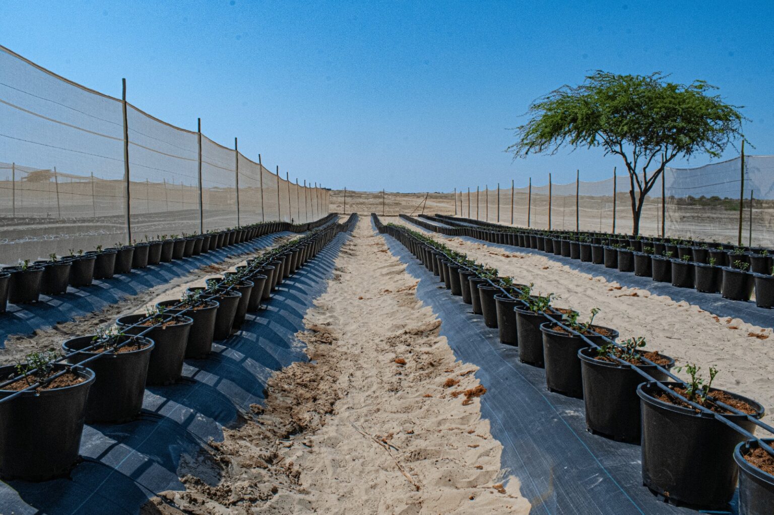 Oro Azul ofrece oportunidad para invertir en cultivo de arándanos en Piura