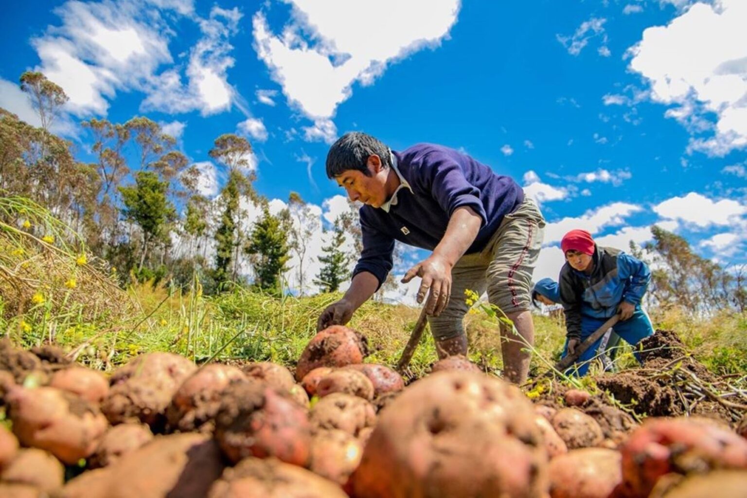 Campaña agrícola: se prevé sembrar más de 2 millones de hectáreas en las 24 regiones del país