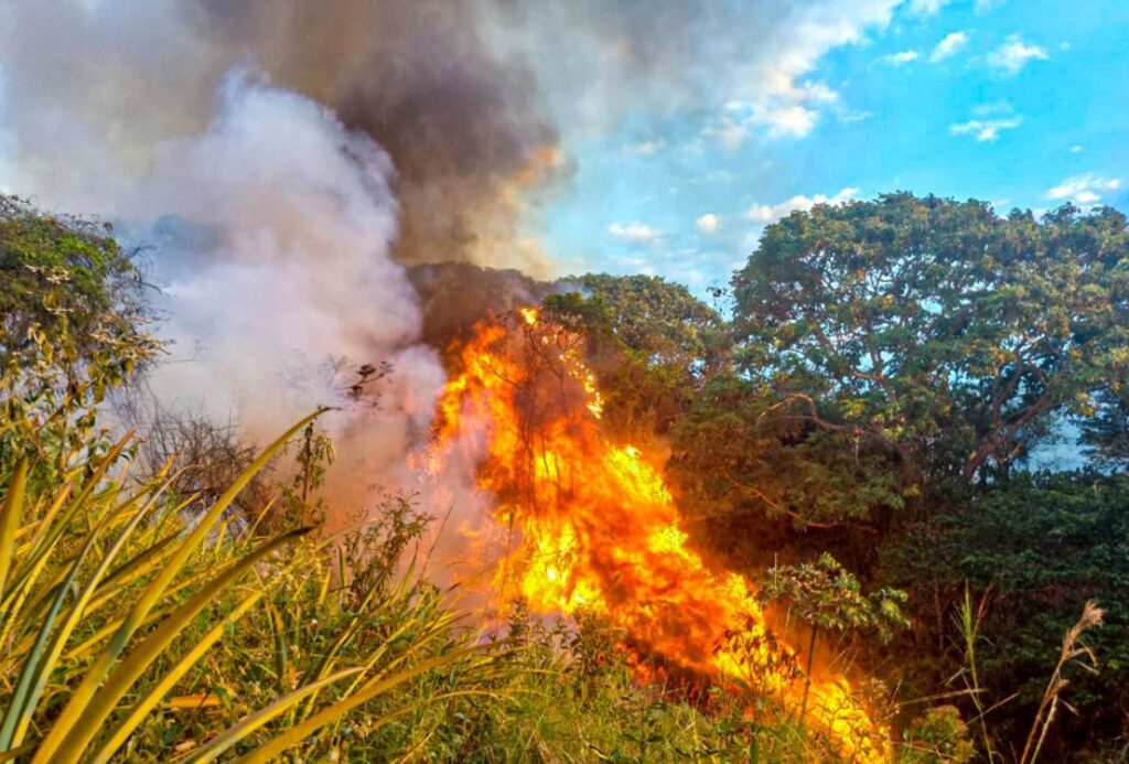 Incendios forestales en Perú: Defensoría pide al Gobierno declarar en estado de emergencia a regiones afectadas