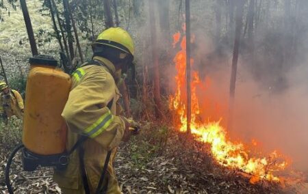 Incendios forestales: ¿por qué se generan y cómo prevenirlos?