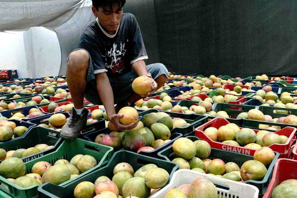 Producción de mango en Piura cayó un 80% entre enero y junio de este año