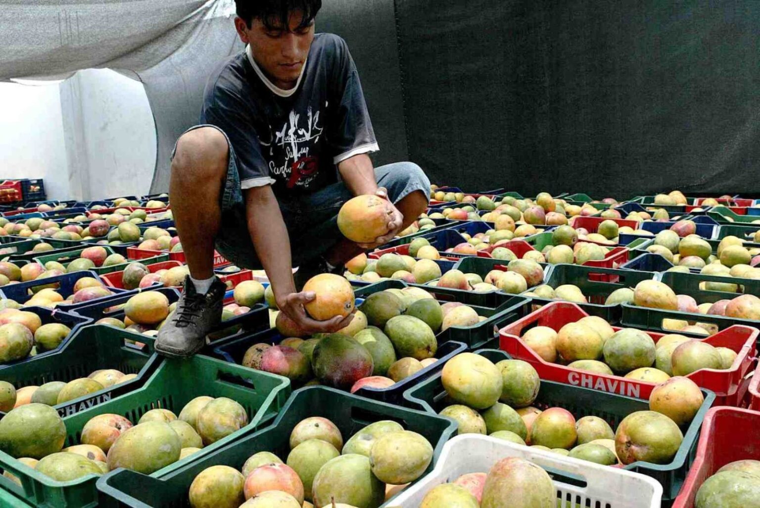 Producción de mango en Piura cayó un 80% entre enero y junio de este año