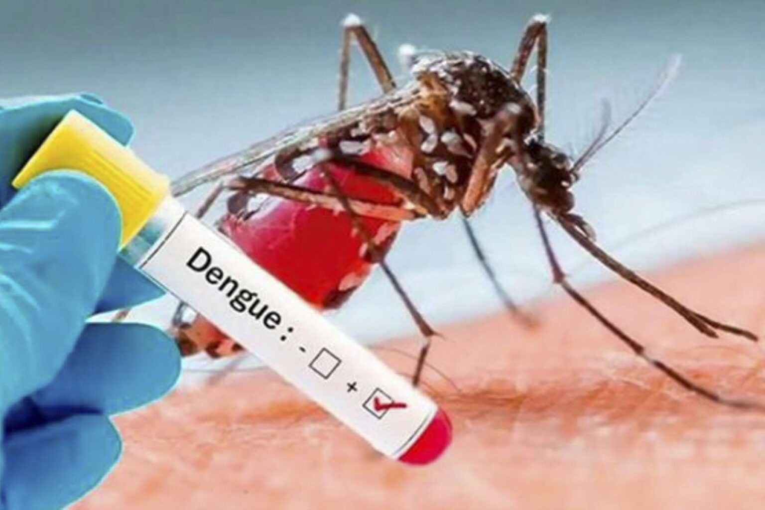 El dengue no da tregua en Piura: enfermedad golpea economía regional y productividad