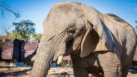 La más longeva: elefanta ‘Yoyo’ muere a los 54 años en el Zoo de Barcelona