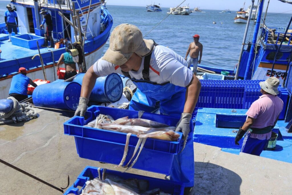 Pesca de pota se contrajo un 60% durante el 2024 en la región Piura, según PRODUCE