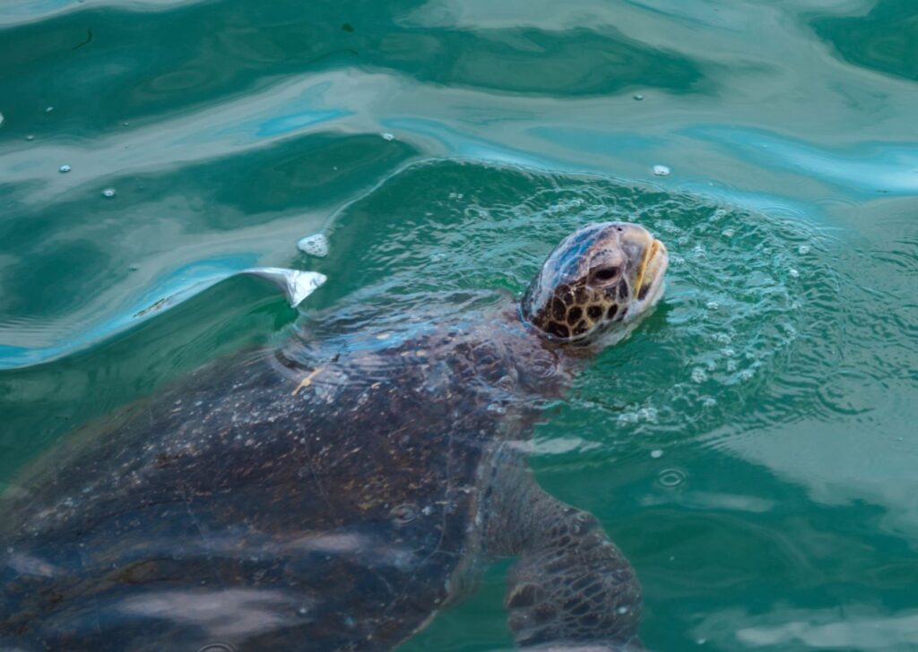 Piura protegerán playas donde anidan tortugas marinas