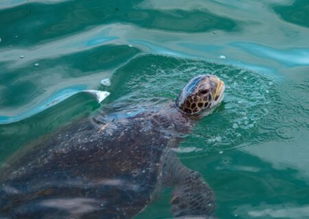 Piura protegerán playas donde anidan tortugas marinas