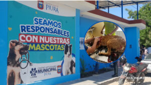 Piura: Centro Veterinario Municipal “Patitas” atiende a perro herido con arma blanca