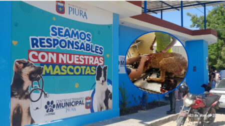 Piura: Centro Veterinario Municipal “Patitas” atiende a perro herido con arma blanca