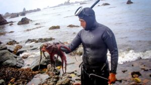 Produce establece cuota máxima de captura del pulpo en Piura y Lambayeque