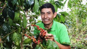 MIDAGRI: café peruano supera los US$ 1,100 millones en exportaciones y fortalece su posicionamiento global