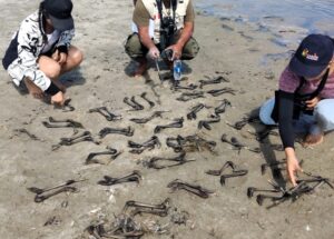Piura: Serfor confirma caza ilegal de crías de flamencos chilenos en laguna de Sechura