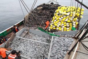 PRODUCE da por concluida la primera temporada de pesca de anchoveta en la zona norte-centro