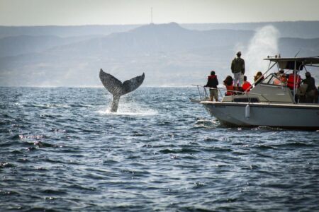 Piura: Serfor pide respetar la fauna marina durante la temporada de avistamiento de ballenas