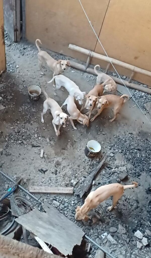 Municipalidad de Piura multa a dueño por maltrato a más de 20 perros