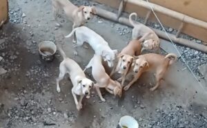 Municipalidad de Piura multa a dueño por maltrato a más de 20 perros