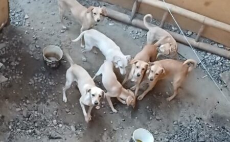 Municipalidad de Piura multa a dueño por maltrato a más de 20 perros