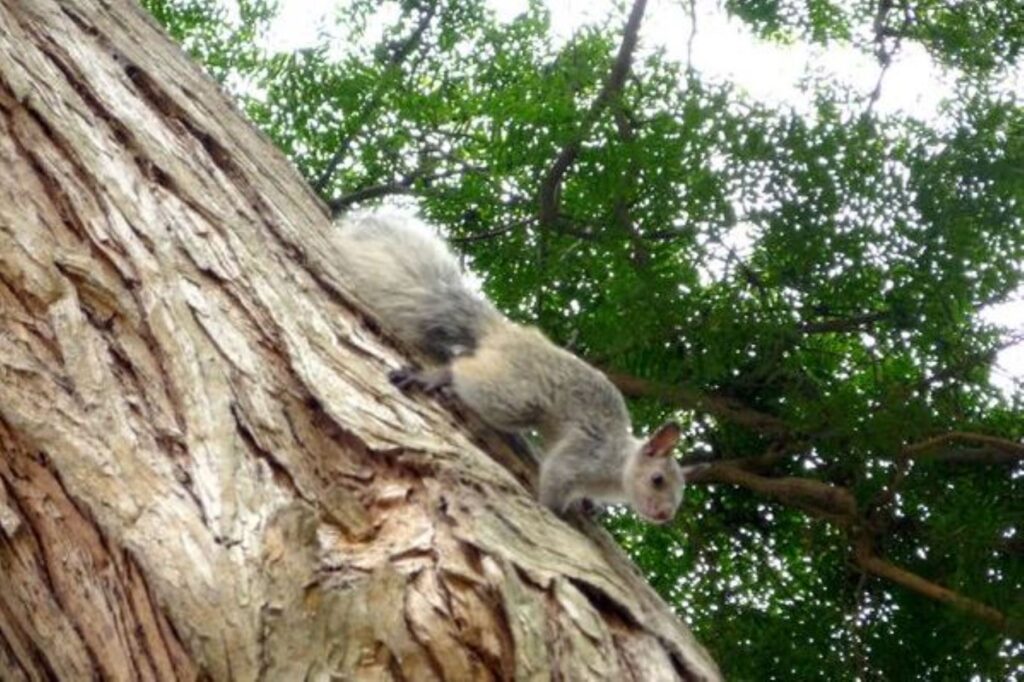 San Isidro prohíbe alimentar a ardillas y fauna silvestre