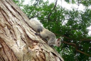 San Isidro prohíbe alimentar a ardillas y fauna silvestre
