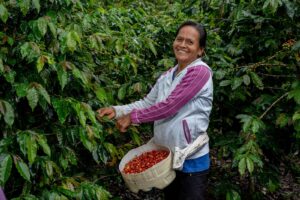 Gobierno entrega más de S/ 155 millones en créditos a productores de café durante el 2025
