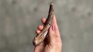 Confirman presencia de espinosaurios en Perú hace 66 millones de años
