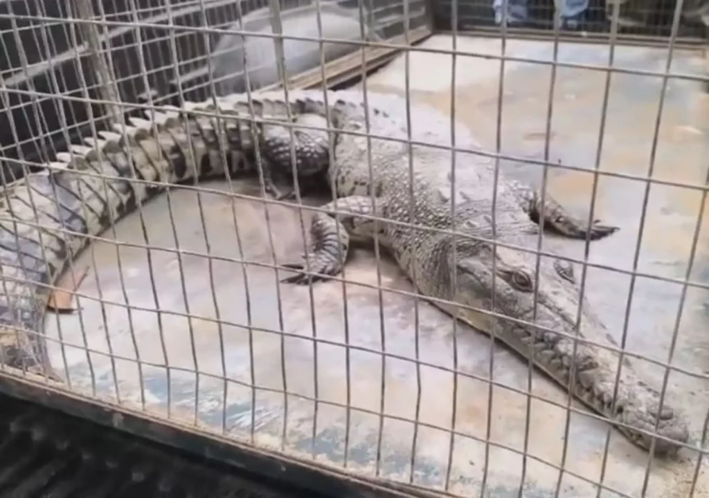 Cocodrilo de Tumbes fue rescatado tras ingresar a una langostinera
