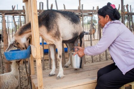 Producción caprina en Locuto crece 30% tras alianza con Buenaventura Producción caprina en Locuto crece 30% tras alianza con Buenaventura