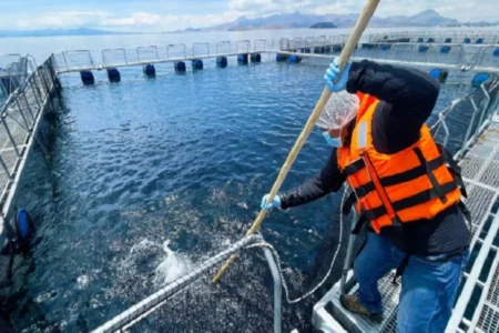 Plan de acuicultura será implementado en Perú desde enero del 2026