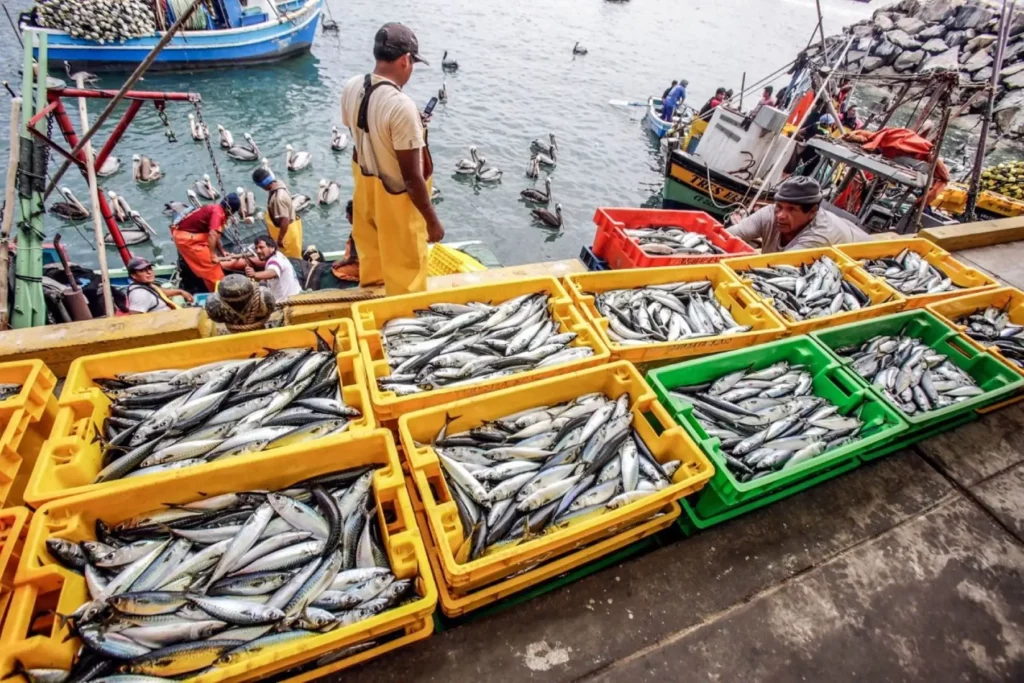 Produce fija límites de captura de anchoveta, anguila y bacalao para el 2026