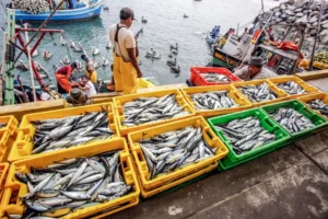 Produce fija límites de captura de anchoveta, anguila y bacalao para el 2026