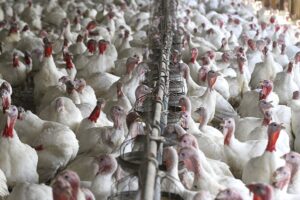 Consumo de pavo en Perú crecería 4.5% durante la Navidad 2025 Consumo de pavo en Perú crecería 4.5% durante la Navidad 2025