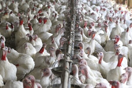 Consumo de pavo en Perú crecería 4.5% durante la Navidad 2025 Consumo de pavo en Perú crecería 4.5% durante la Navidad 2025