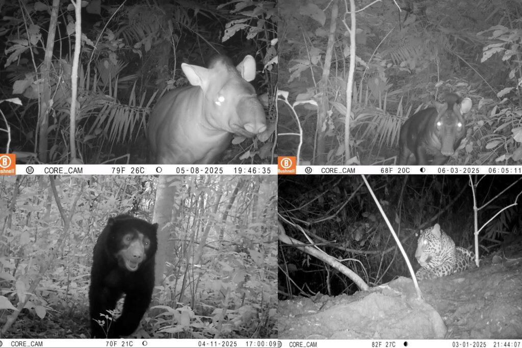 Cámaras trampa registran fauna silvestre en la selva peruana Cámaras trampa registran fauna silvestre en la selva peruana