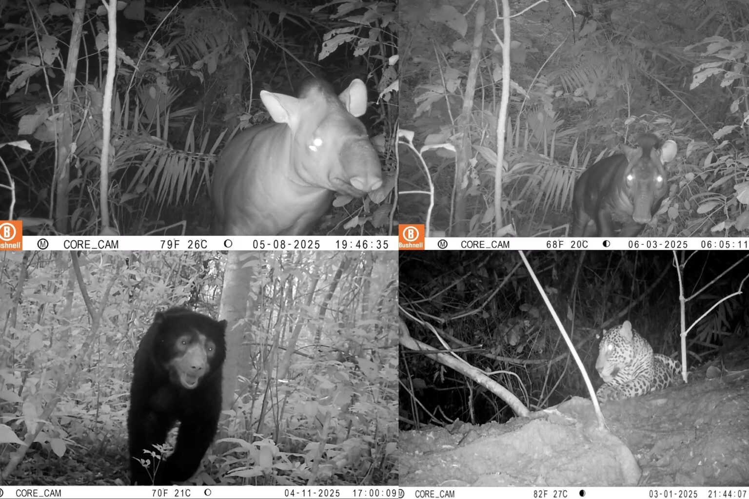Cámaras trampa registran fauna silvestre en la selva peruana Cámaras trampa registran fauna silvestre en la selva peruana
