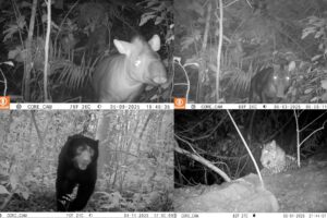 Cámaras trampa registran fauna silvestre en la selva peruana Cámaras trampa registran fauna silvestre en la selva peruana