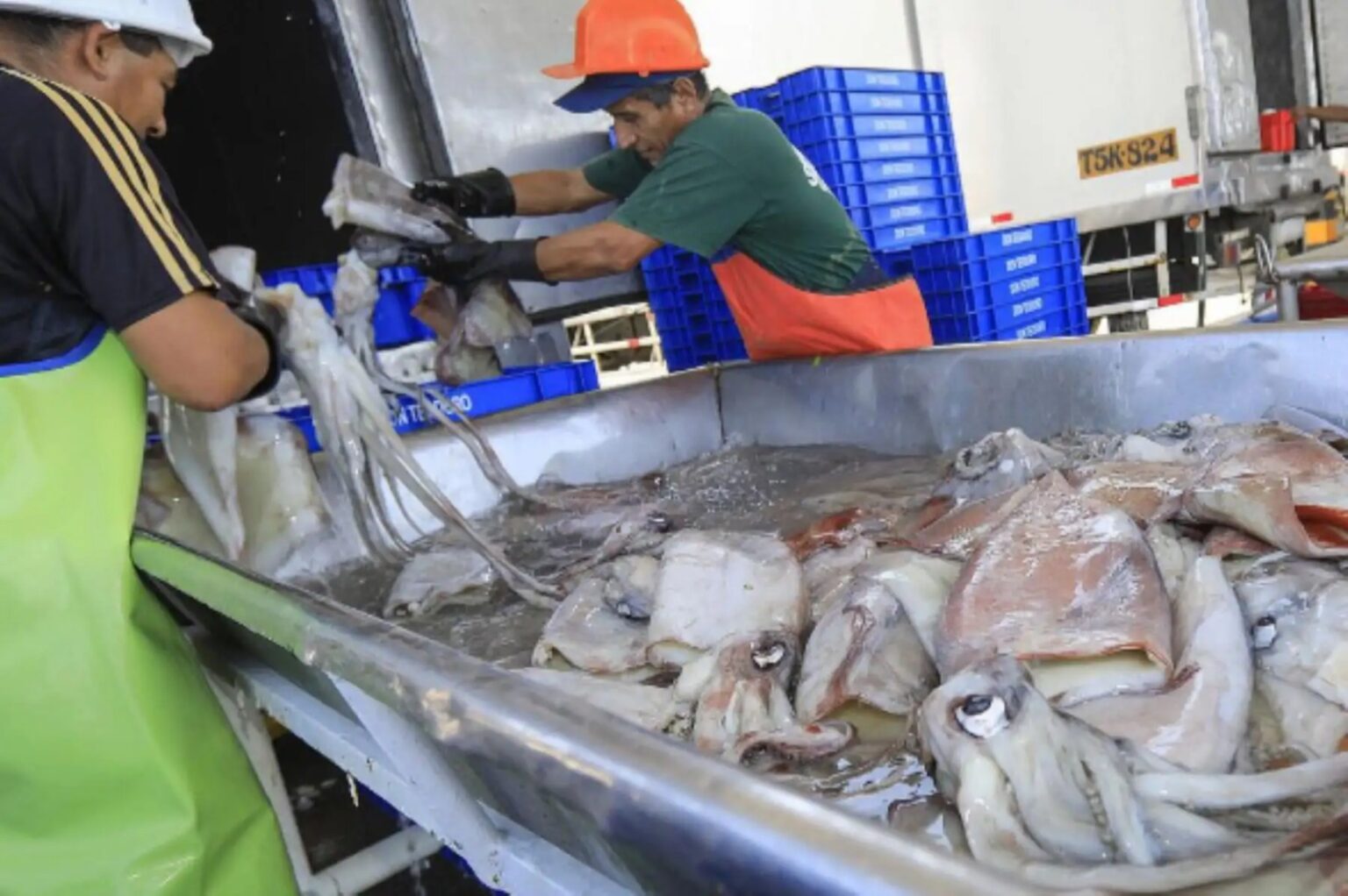 Produce establece topes de captura para pota, jurel, caballa y erizo Produce establece topes de captura para pota, jurel, caballa y erizo