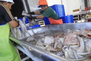 Produce establece topes de captura para pota, jurel, caballa y erizo