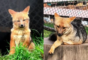 Run Run es padre: nacen crías del zorro andino en la Granja Porcón