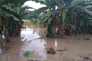 Inundaciones también podrían poner en riesgo el agro en Piura