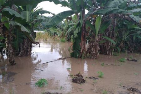 Inundaciones también podrían poner en riesgo el agro en Piura