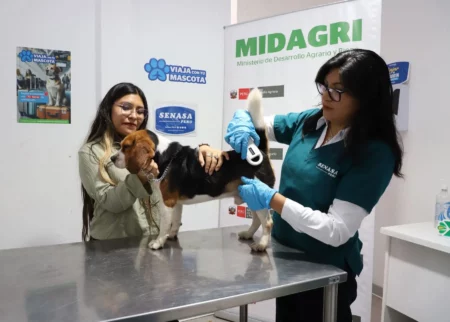 Semana Santa 2026: requisitos para viajar con mascotas dentro del Perú y al extranjero Semana Santa 2026: requisitos para viajar con mascotas dentro del Perú y al extranjero