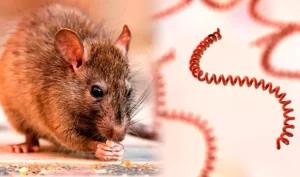 Qué es la leptospirosis y por qué aumenta en temporada de lluvias Qué es la leptospirosis y por qué aumenta en temporada de lluvias